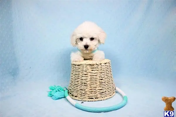 Maltipoo puppy for sale