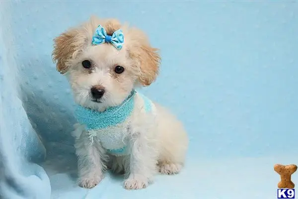 Maltipoo puppy for sale