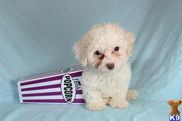 Maltipoo puppy for sale