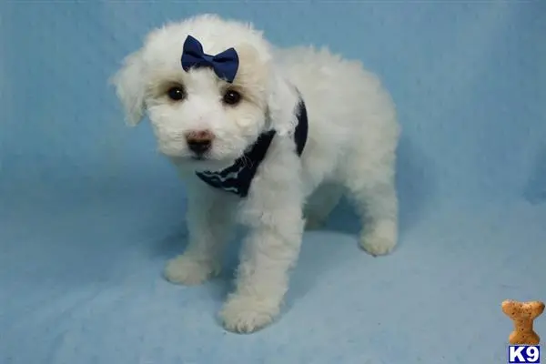 Poodle puppy for sale