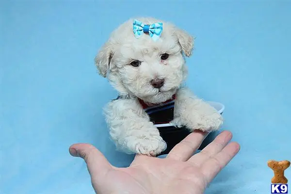 Poodle puppy for sale