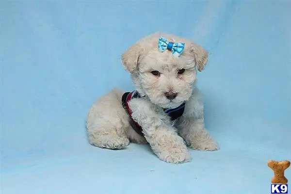 Poodle puppy for sale