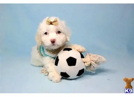 Maltipoo