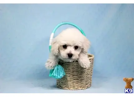 Maltipoo