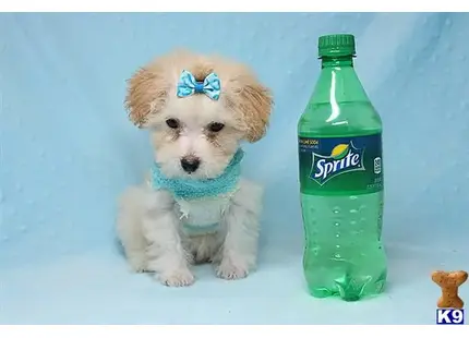 Maltipoo