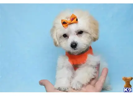 Maltipoo