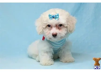 Maltipoo