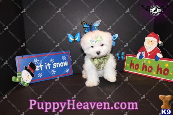 maltese puppy posted by puppyheavenla