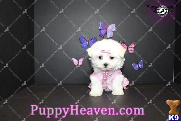 maltese puppy posted by puppyheavenla