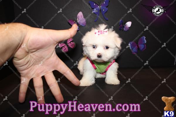 maltese puppy posted by puppyheavenla