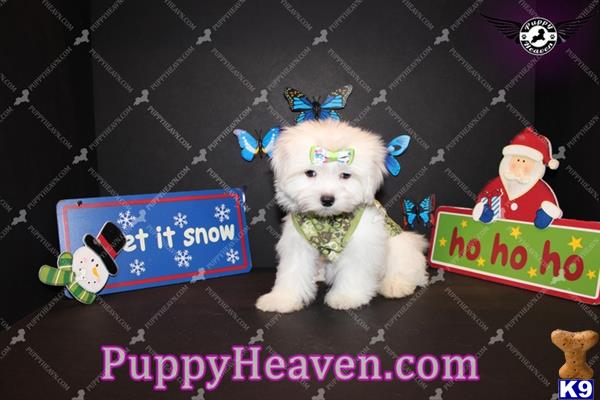 maltese puppy posted by puppyheavenla