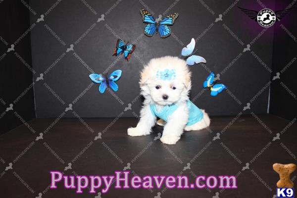 maltese puppy posted by puppyheavenla