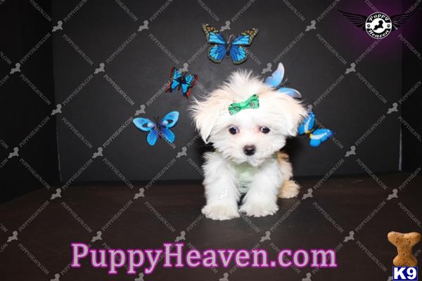 maltese puppy posted by puppyheavenla