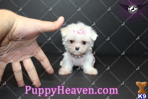 mini maltese puppies maltese puppy for sale mini 4 years mini maltese puppies maltese puppy for sale mini 4 years