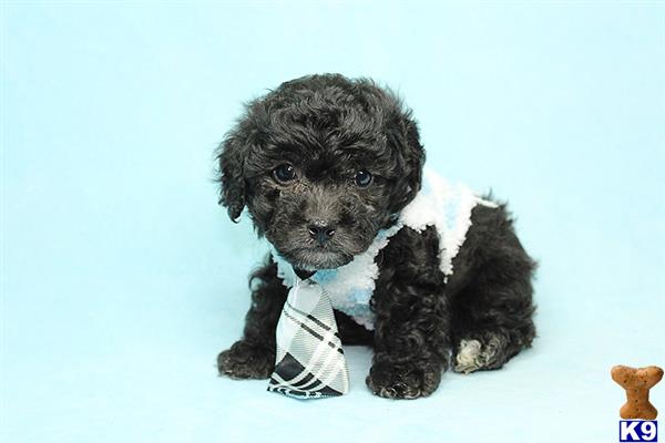 a small black mixed breed dog
