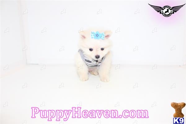pomeranian puppy posted by puppyheavenla