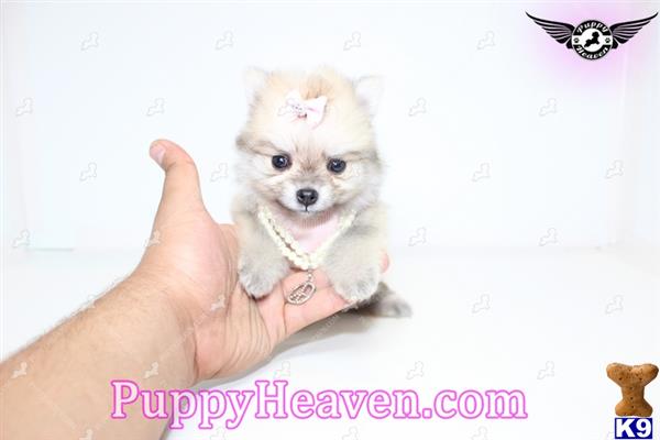 pomeranian puppy posted by puppyheavenla