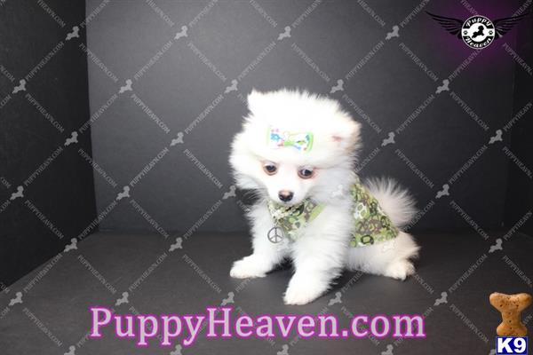 pomeranian puppy posted by puppyheavenla
