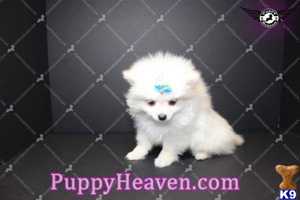 pomeranian puppy posted by puppyheavenla