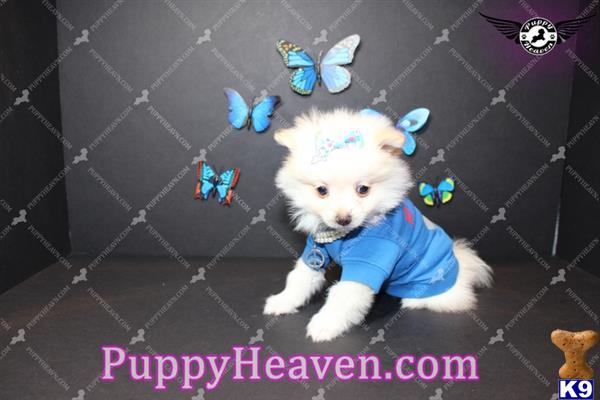 pomeranian puppy posted by puppyheavenla