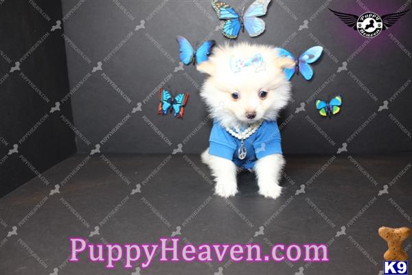 pomeranian puppy posted by puppyheavenla