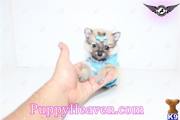 pomeranian puppy posted by puppyheavenla