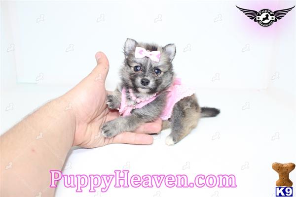 pomeranian puppy posted by puppyheavenla
