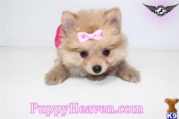 pomeranian puppy posted by puppyheavenla