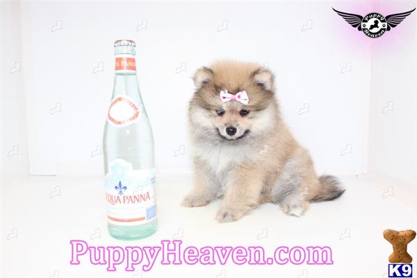pomeranian puppy posted by puppyheavenla