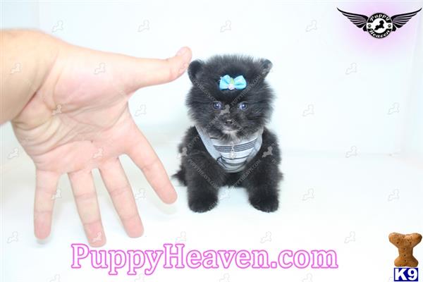 pomeranian puppy posted by puppyheavenla