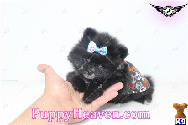 pomeranian puppy posted by puppyheavenla