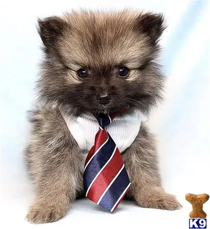 Pomeranian puppy for sale