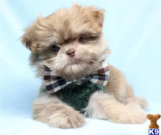 Shih Tzu puppy for sale