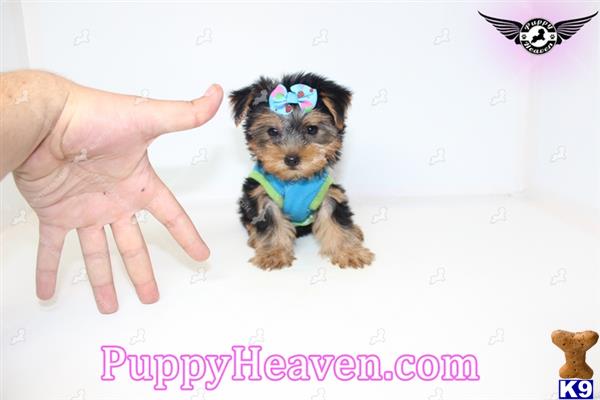 yorkies for sale in kansas city area akc registered teacup terrier puppies for sale breeds picture yorkies for sale in kansas city area akc registered teacup terrier puppies for sale breeds picture