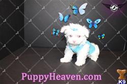 maltese puppy posted by puppyheavenla