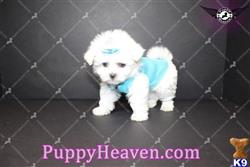 maltese puppy posted by puppyheavenla