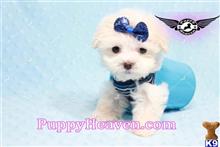 maltese puppy posted by puppyheavenla