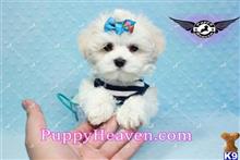 maltese puppy posted by puppyheavenla