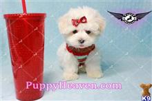 maltese puppy posted by puppyheavenla