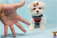 maltese puppy posted by puppyheavenla