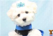 maltese puppy posted by puppyheavenla