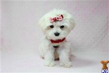 maltese puppy posted by puppyheavenla