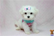 maltese puppy posted by puppyheavenla
