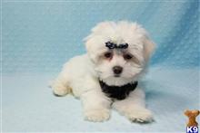 maltese puppy posted by puppyheavenla