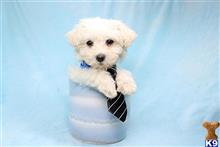 mixed breed puppy posted by puppyheavenla