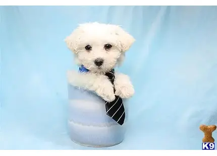Emerson - Teacup Poodle Puppy available Mixed Breed puppy located in Las Vegas