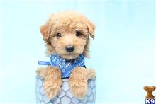 Mixed Breed