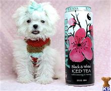 Mixed Breed