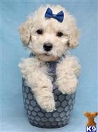 Mixed Breed