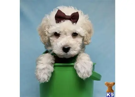 My Boy - Toy Maltipoo Puppy available Mixed Breed puppy located in Las Vegas